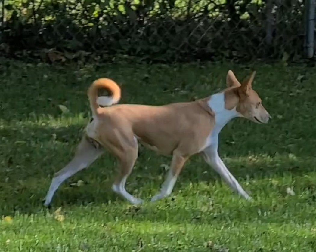 Avongara Asia of Brushy Run