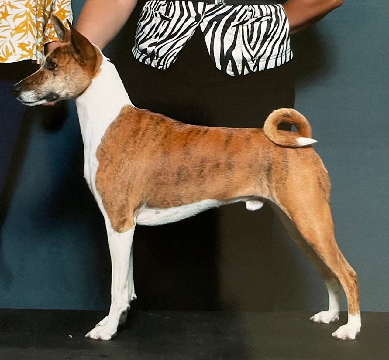 Kibushi's Dark Heir Of Gotham