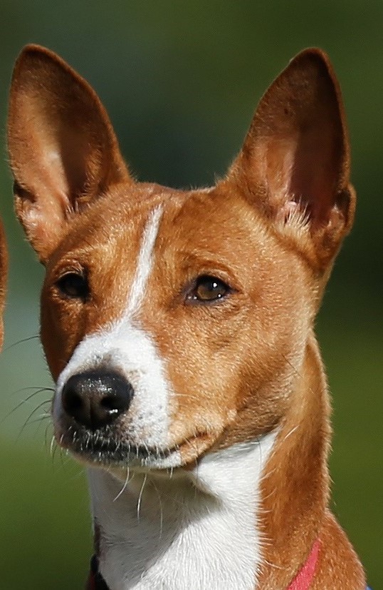 Possum Creek's The Mentalist