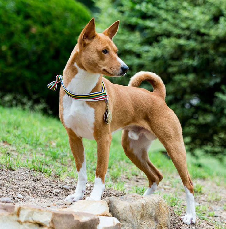 Dharian's Good Will Hunter